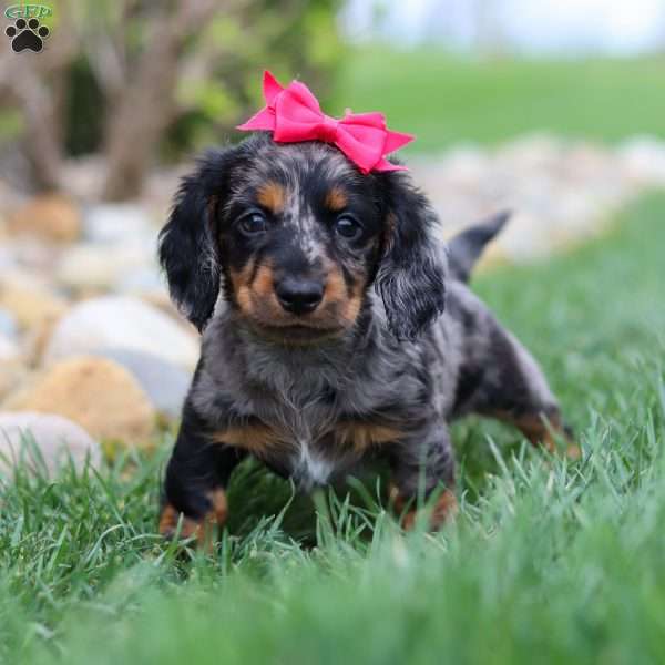 Lucy, Dachshund Puppy